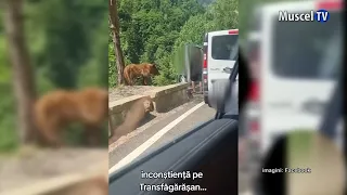 jurnal MUSCEL TV 28 08 2026 URS HRĂNIT DIN MÂNĂ PE TRANSFĂGĂRĂȘAN