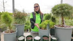 În grădina Danei: Sfaturi pentru îngrijirea pinilor de grădină (@TVR1)