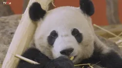 Was der Tiergarten Schönbrunn in einem Jahr verfüttert – beeindruckende Bilanz 2025