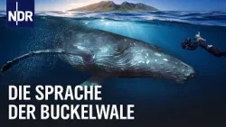 Unter Buckelwalen: Auf den Spuren ihrer Sprache | NDR Doku