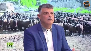 سلالات لأغنام الموجودة في تونس وكلفتها على الفلاح