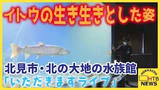 日本最大の淡水魚・イトウの捕食の様子を間近で…北見市・北の大地の水族館で「いただきますライブ」開催