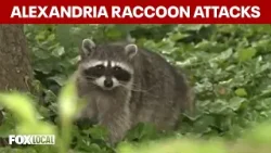Raccoon bites two people in Old Town Alexandria, health officials say