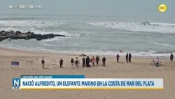 Mar del Plata: "Alfredito" the elephant seal pup is born │N8:30 PM│10/26/28