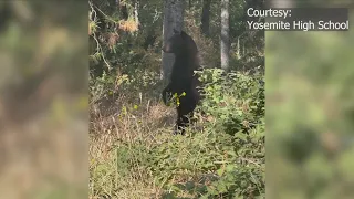 Bear walks to Oakhurst school, scares horse, gets chased away by staff