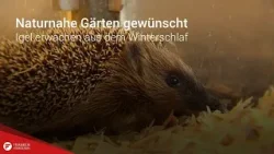 Naturnahe Gärten gewünscht: Igel erwachen aus dem Winterschlaf
