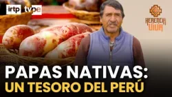 El guardián de las papas nativas del Perú ? | 40 años rescatando la biodiversidad andina