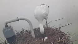 ?Птенец восточного аиста в провинции Хунань