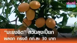 "มะยงชิด"สวนลุงเปี๊ยก กำแพงเพชร ผลดก ทรงดี ขายส่งกิโลกรัมละ 30 บาท | เรื่องดีดีทั่วไทย | 8-3-69