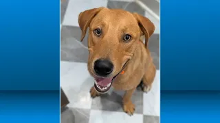 Pet for adoption: Aug. 13, 2026