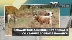 Телма Сторија: Ескалираше деценискиот проблем со кравите во Крива Паланка Телма Сторија: Ескалираше деценискиот проблем со кравите во Крива Паланка
