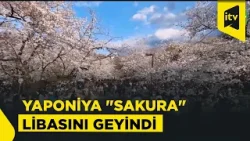 Yaponiya "sakura" libasına büründü: baharın ən sehrli mənzərəsi