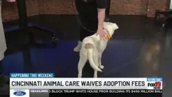 Cincinnati Animal Care waives adoption fees