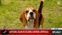 ძაღლების ჰიპერპოპულაციის მართვის პროგრამა