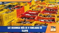 SAT decomisa más de 9 toneladas de tilapia