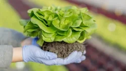 Na rubu znanosti: Biodinamičko poljodjeljstvo