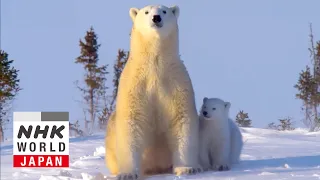 Melting Ice Accelerates the Polar Bear Crisis - IMPACTS: Climates Change the World