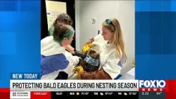 2 bald eagles injured by vehicles on Gulf Coast; experts warn drivers of ‘nesting season’