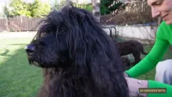 За Кинологията: Домът на Португалското водно куче: Когато страстта се превърне в съдба