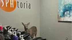 Deer bust into Victoria, Minn. salon