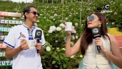 Campo de Hortensias Funez: flores, café y miradores 🌸☕ | Feriado Morazánico 2026
