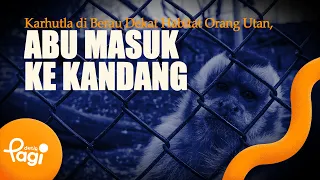 [detikPagi] - Forest Fires in Berau Threaten Orangutan Habitat, Ash Enters Enclosures