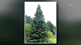 The 2026 U.S. Capitol Christmas Tree has been selected near Kamiah, Idaho