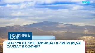 Боклукът ли доведе лисици в София?