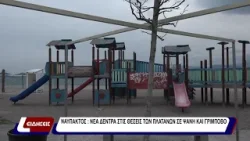 Ναύπακτος: Νέα δέντρα στις θέσεις των πλατάνων σε Ψανή και Γρίμποβο.