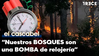 Fire experts warn: "Our forests are a ticking time bomb and an energy goldmine"