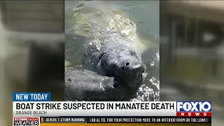 Manatee killed in suspected boat strike near Orange Beach