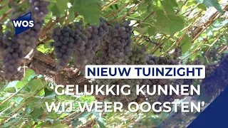 Grape nursery Nieuw Tuinzight is supplying grapes again