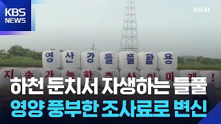 Wild Grass Transformed into Livestock Feed… Nutritional Value Also Good / KBS 07.10.2026