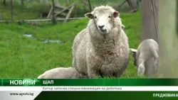 ШАП: Кипър започва спешна ваксинация на животните