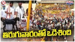 Sammakka Saralamma Tiruguvaram Festival Grandly Held In Medaram | V6 Teenmaar News