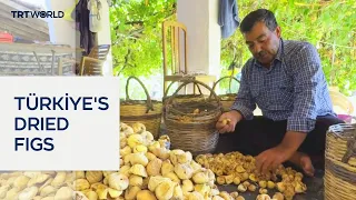 Türkiye exports premium dried figs to global markets