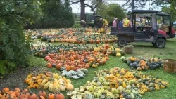 Pumpkin 101: Best to cook, carve & display