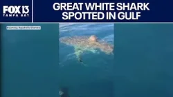 Great white shark spotted off Florida coast near charter