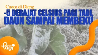 [detikPagi] - Weather in Dieng Hit -6 Degrees Celsius This Morning, Leaves Froze Over