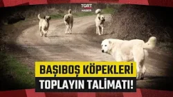 Belediyelere Sokak Köpekleri İçin Süre Verildi: Toplamayanlara Suç Duyurusu - TGRT Haber