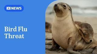 Fears of 'extinction-level' event for sea lions off Kangaroo Island | ABC NEWS