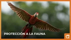 Aves en peligro de extinción enfrentan amenazas por tráfico ilegal y pérdida de hábitat