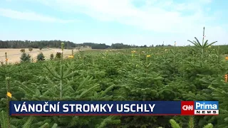 Vánoční stromky citelně podraží. Sucho a extrémní teploty zničily stovky tisíc smrků i jedlí