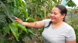 #EnlaceTrece | Caficultores del Huila implementan filtros verdes para proteger el agua #EnlaceTrece | Caficultores del Huila implementan filtros verdes para proteger el agua