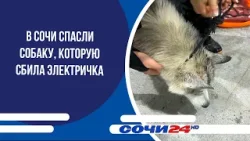 В Сочи спасли собаку, которую сбила электричка