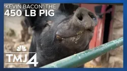 Family befriends 450-pound pig named 'Kevin Bacon'