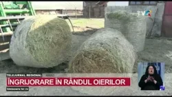 Îngrijorare printre oierii din Arad din cauza războiului din Iran #StiriRegionale @TVRTM