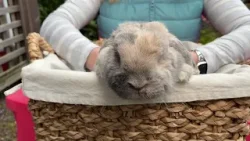 Pet CHEK: У Свит Мокки из питомника Amy's Bunny Barn обнаружили рак, потому что её не стерилизовали.