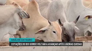 Datagro: Fat cattle prices rise again following period of decline