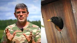 Mažėjant varnėnų populiacijai Lietuvoje, Čepulis ragina: norite giesmių – kelkite inkilus